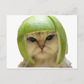 Melonenkatze Postkarte