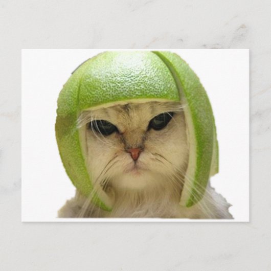 Melonenkatze Postkarte (Vorderseite)