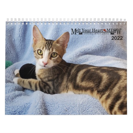 Melt your Heart - MEOW 2022 Kätzchen Kalender (Titelbild)