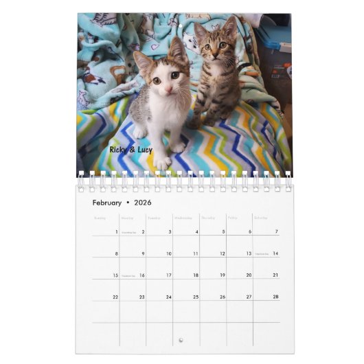 Melt Your Heart - MEOW 2023 Kitten Calendar Kalender (Feb 2026)