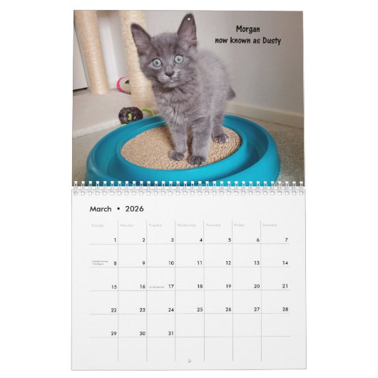 Melt your Herz - MEOW 2021 Kitten Kalender (Mär 2026)