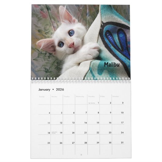 Melt your Herz - MEOW 2021 Kitten Kalender (Jan 2026)