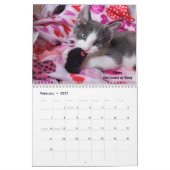 Melt your Herz - MEOW 2021 Kitten Kalender (Feb 2027)