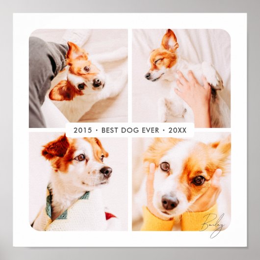 Memorial Bester Hund je Moderne Fotosammlung Poster (Vorne)