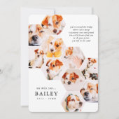 Memorial für Haustiere Moderne einfache 10 Foto Co (Vorderseite)