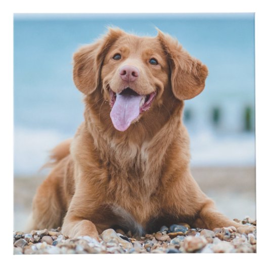 Memorial Personalisiert Dog Keepake Foto Cube Würfel (Vorderseite)