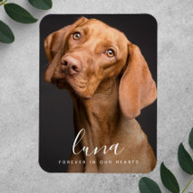 Memorial Tribute to Pet Sympathy Card