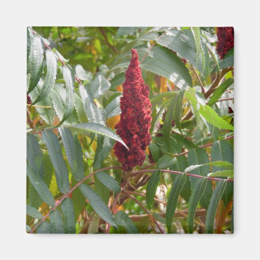 Menge der Blume Magnet (Vorne)