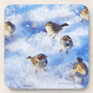 Menge der Haus-Spatzen "Passant domesticus" an Untersetzer