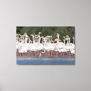 Menge der watenden Flamingos, Frankreich Leinwanddruck