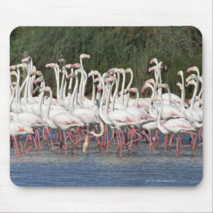 Menge der watenden Flamingos, Frankreich Mousepad