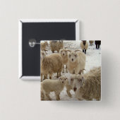 Menge der Ziegen Button (Vorne & Hinten)