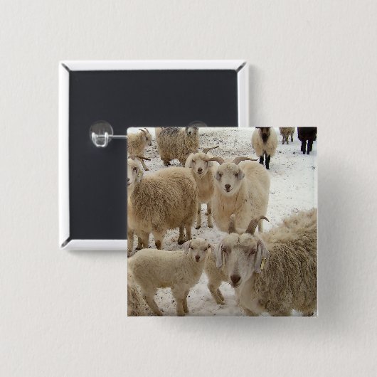 Menge der Ziegen Button (Vorne & Hinten)