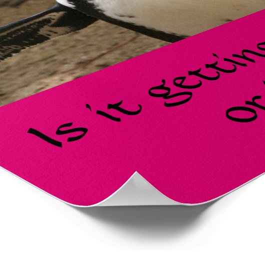 Menopausal Pinguin Poster (Ecke)