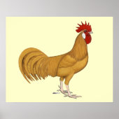 Menorca: Buff Rooster Poster (Vorne)