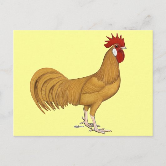 Menorca: Buff Rooster Postkarte (Vorderseite)