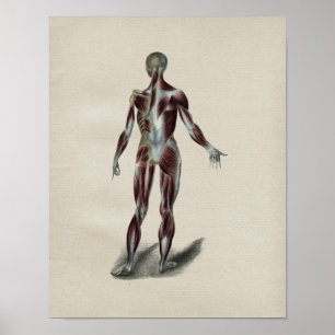 Mensch Muscles Anatomie-Vintagen Druck Poster