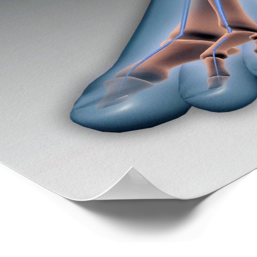 Menschenfett mit Nervensystem 1 Poster (Ecke)