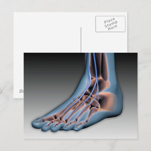 Menschenfett mit Nervensystem 1 Postkarte (Vorne/Hinten)