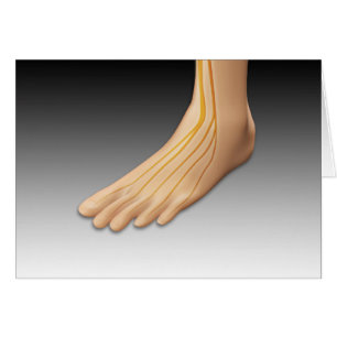 Menschenfett mit Nervensystem 2