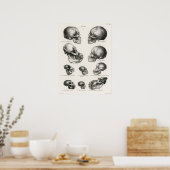 Menschliche Affen- und Affenschädel Poster (Küche)