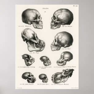 Menschliche Affen- und Affenschädel Poster