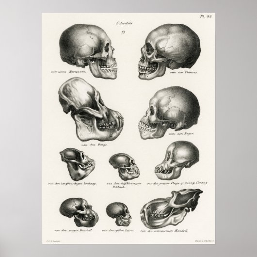 Menschliche Affen- und Affenschädel Poster (Vorne)