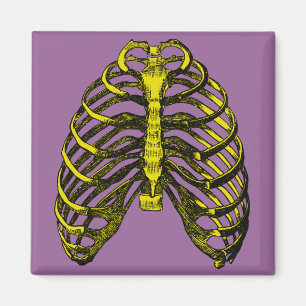 Menschliche Anatomie Brustkorb Magnet