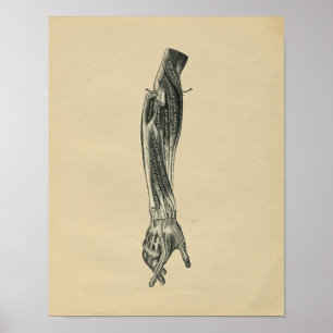 Menschliche Anatomie des Arms 1902 Vintage-Druck Poster