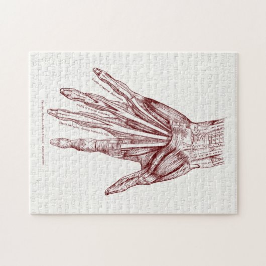 Menschliche Anatomie-Hand Muscles Rot Puzzle (Horizontal)