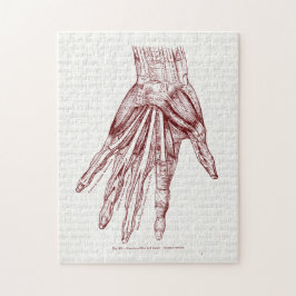 Menschliche Anatomie-Hand Muscles Rot Puzzle
