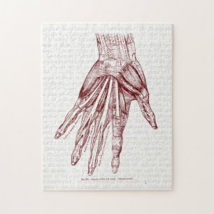 Menschliche Anatomie Handmuskeln Rot Puzzle