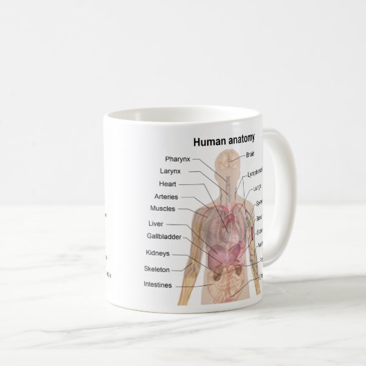 Menschliche Anatomie Kaffeetasse (VorderseiteRechts)