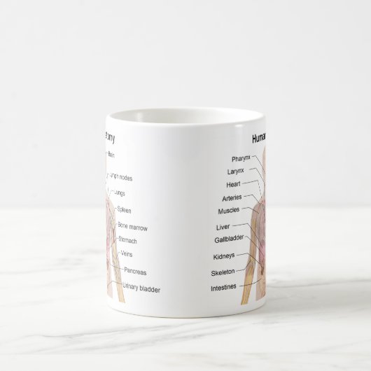 Menschliche Anatomie Kaffeetasse (Mittel)