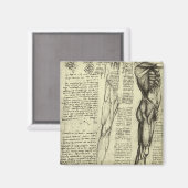 Menschliche Anatomie Männliche Muskeln von Leonard Magnet (Vorderseite/Rückseite)