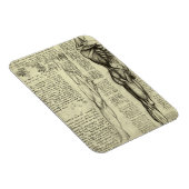 Menschliche Anatomie Männliche Muskeln von Leonard Magnet (Rechte Seite)