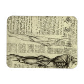 Menschliche Anatomie Männliche Muskeln von Leonard Magnet (Horizontal)