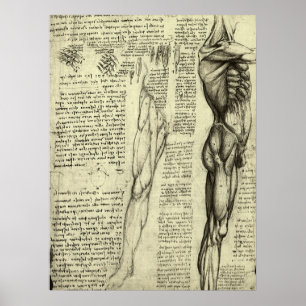Menschliche Anatomie Männliche Muskeln von Leonard Poster
