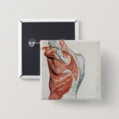 Menschliche Anatomie; Muskeln des Torsos und der Button (Vorne & Hinten)