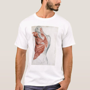 Menschliche Anatomie; Muskeln des Torsos und der T-Shirt
