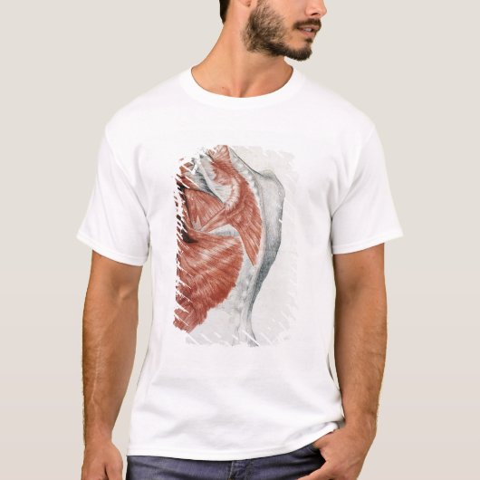 Menschliche Anatomie; Muskeln des Torsos und der T-Shirt (Vorderseite)