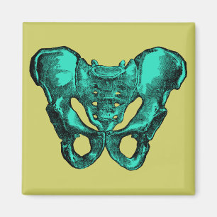 Menschliche Anatomie-Pelvis-Knochen Magnet