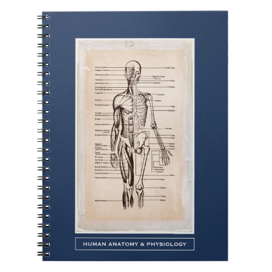 Menschliche Anatomie u. Physiologie besonders Notizblock (Vorderseite)