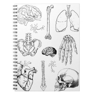 Menschliche Anatomie Vintage-Medizinillustration-S Notizblock