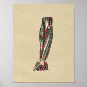 Menschliche Arm-Anatomie 1902 Vintager Druck Poster
