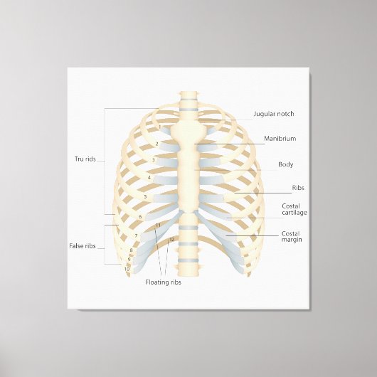 Menschliche Brust Anatomie Leinwanddruck (Vorderseite)
