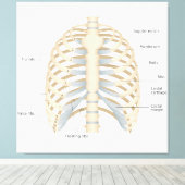 Menschliche Brust Anatomie Leinwanddruck (Insitu (Holzboden))