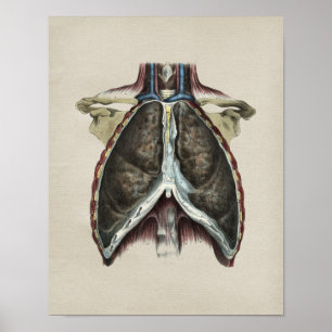 Menschliche Brust-Lungen-Anatomie Vintage-Druck Poster