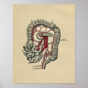 Menschliche Darm-Anatomie 1902 Vintage-Druck Poster