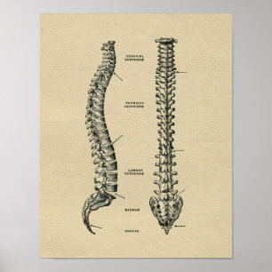 Menschliche Dorn-Anatomie 1902 Vintager Druck Poster